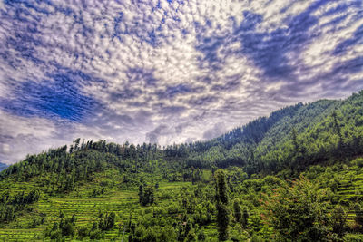 Scenic view of pine trees against sky