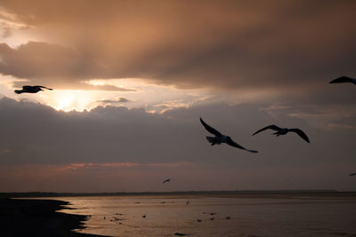 Silhouette seagulls flying over sea against sky during sunset