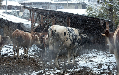 Close-up of cows in snow