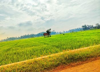 Scenic view of agricultural field against sky