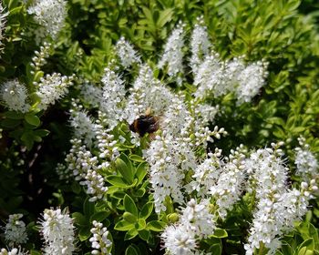 Bee pollinating flower