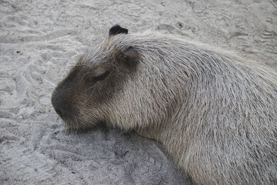 High angle view of a horse on field