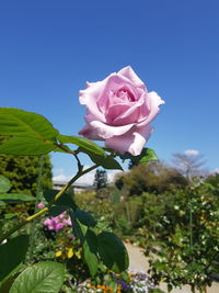 Close-up of pink rose roses against clear sky