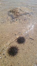 High angle view of crab on beach