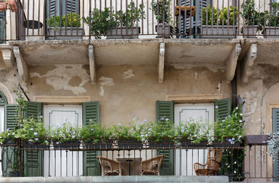 Potted plants on old building