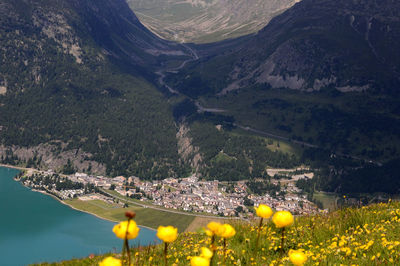 Yellow flowers on field by mountains