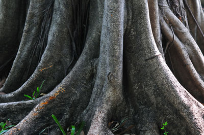 Full frame shot of tree trunk