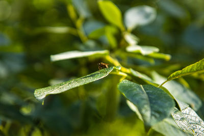 Close-up of insect on leaf