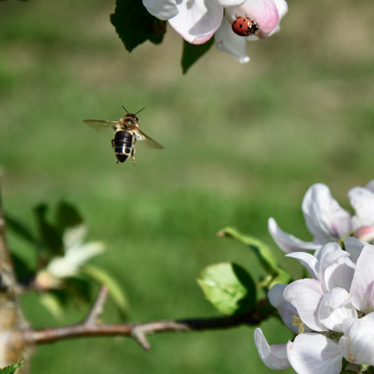 CLOSE-UP OF HONEY BEE POLLINATING ON FLOWER