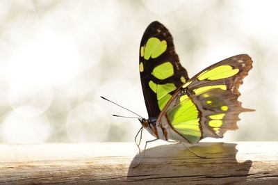 Close-up of butterfly on flower