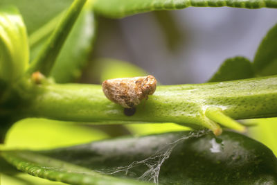 Close-up of fresh green leaf