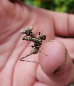 Close-up of insect on hand