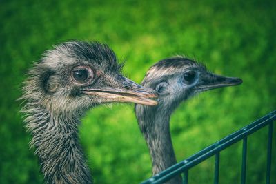 Close-up of ostrich outdoors