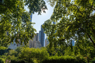 Low angle view of trees and building