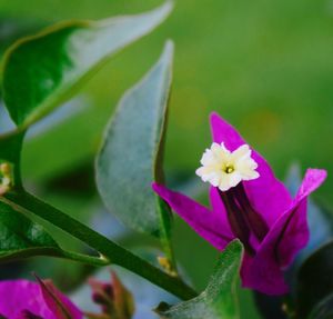 Close-up of purple flowers