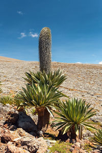 Cactus growing in desert against sky