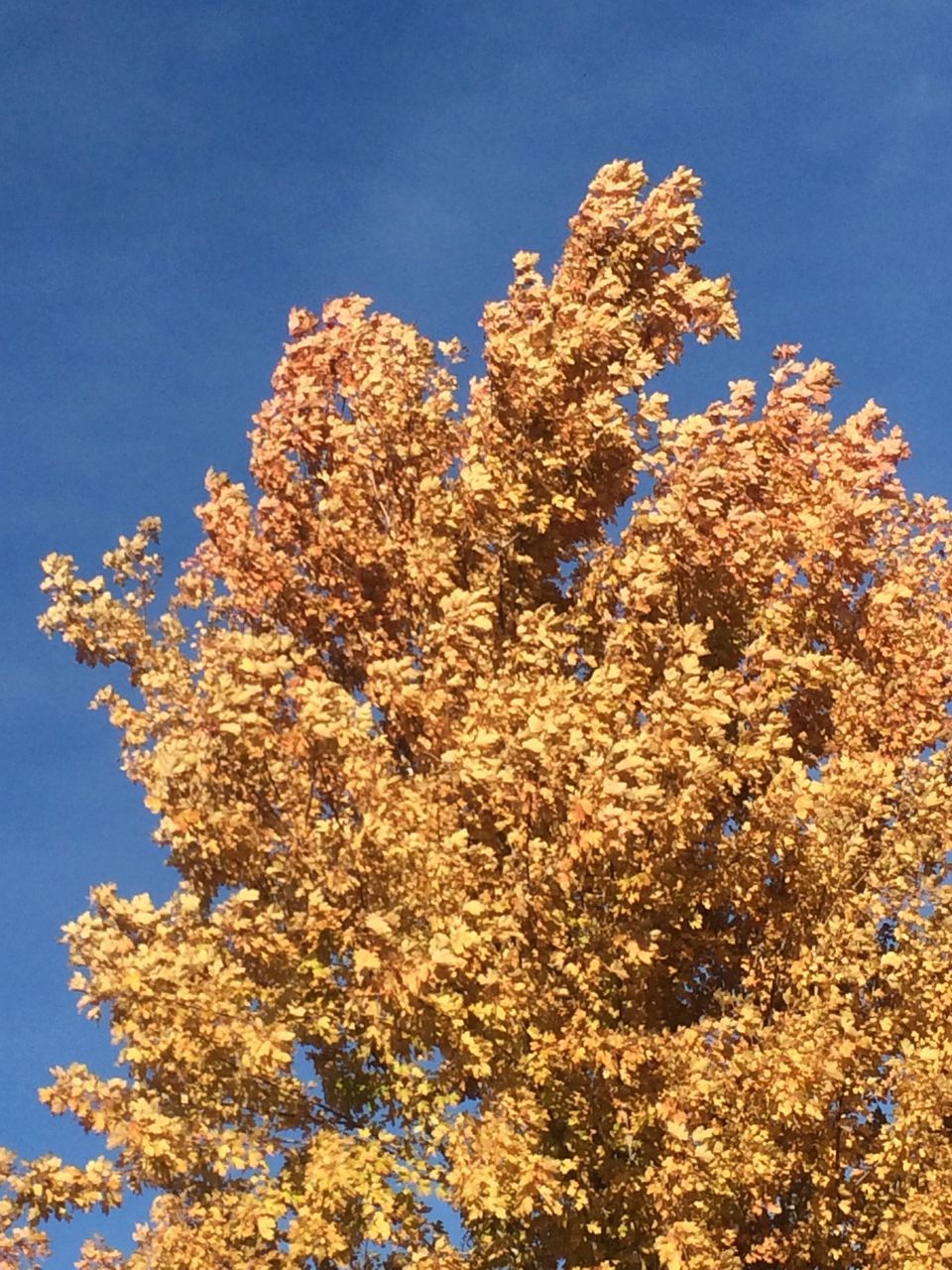 flower, growth, tree, no people, nature, low angle view, blossom, beauty in nature, freshness, clear sky, fragility, day, branch, plant, close-up, outdoors, sky, blooming, flower head