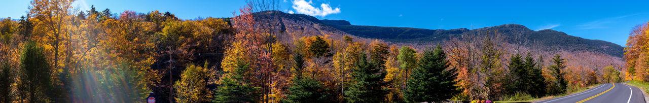 Panoramic view of trees in forest