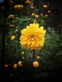 Close-up of yellow flowers