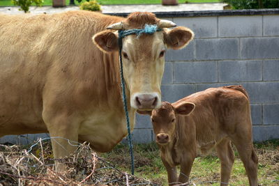 Cows standing in a field