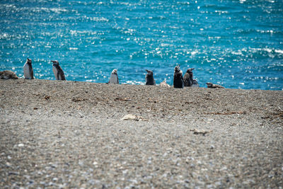 Group of people on beach