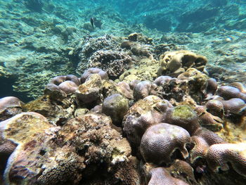 View of fish swimming in sea