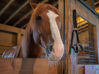 Horse in stable