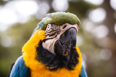 Close-up of a parrot