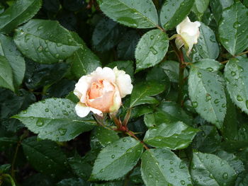 Close-up of rose blooming outdoors