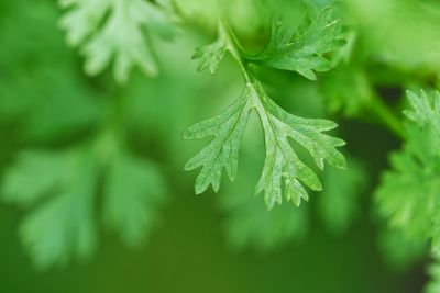 Close-up of raindrops on leaves