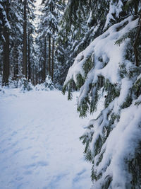 Snow covered pine trees in forest