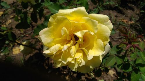 Close-up of yellow rose blooming outdoors