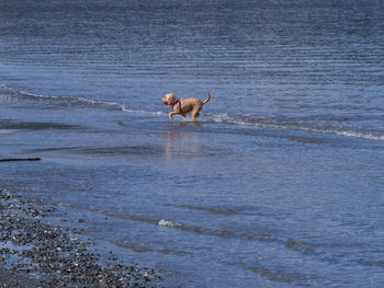 Cat on sea shore