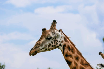 Low angle view of giraffe against sky