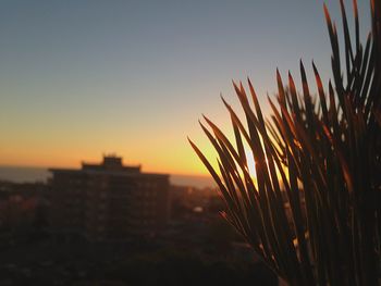 Grass growing in city against sky during sunset