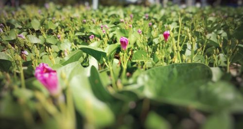 Close-up of purple flowering plants on field