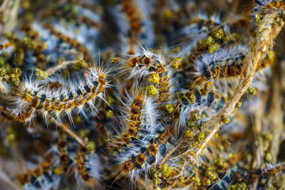 Moths caterpillars inside the nest