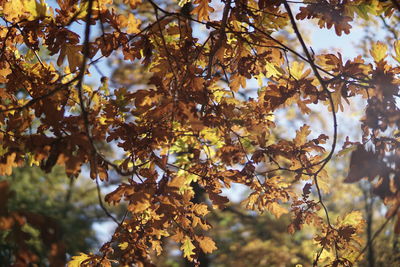 Low angle view of autumnal tree