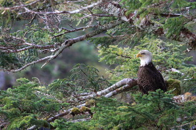 Bird perching on branch