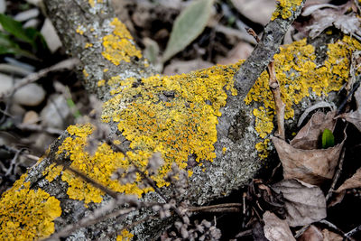 Close-up of yellow and leaves on tree trunk