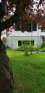 Trees growing in lawn outside building