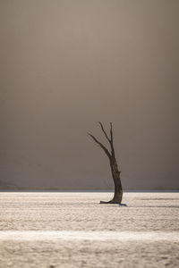 Driftwood on beach against sky