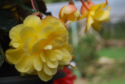 Close-up of yellow flowering plant