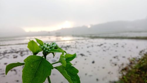 Close-up of plant by sea against sky