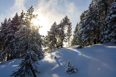 Trees on snow covered field against sky