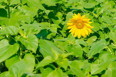 Close-up of sunflower blooming outdoors
