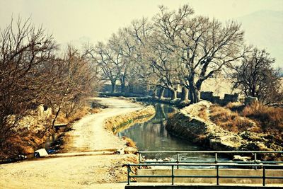 Bare trees by river