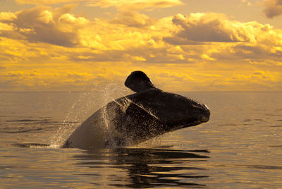 Man swimming in sea