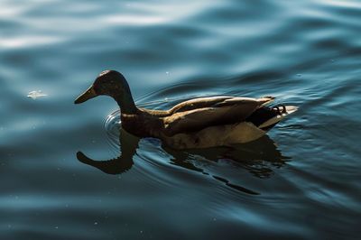 Two swimming in lake