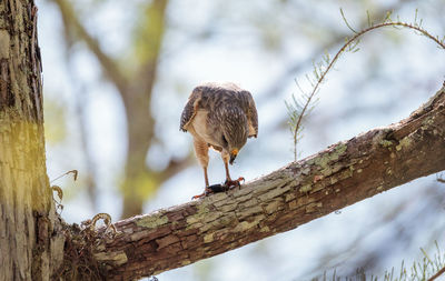 Red shouldered hawk buteo lineatus hunts for prey and eats in the corkscrew swamp sanctuary 